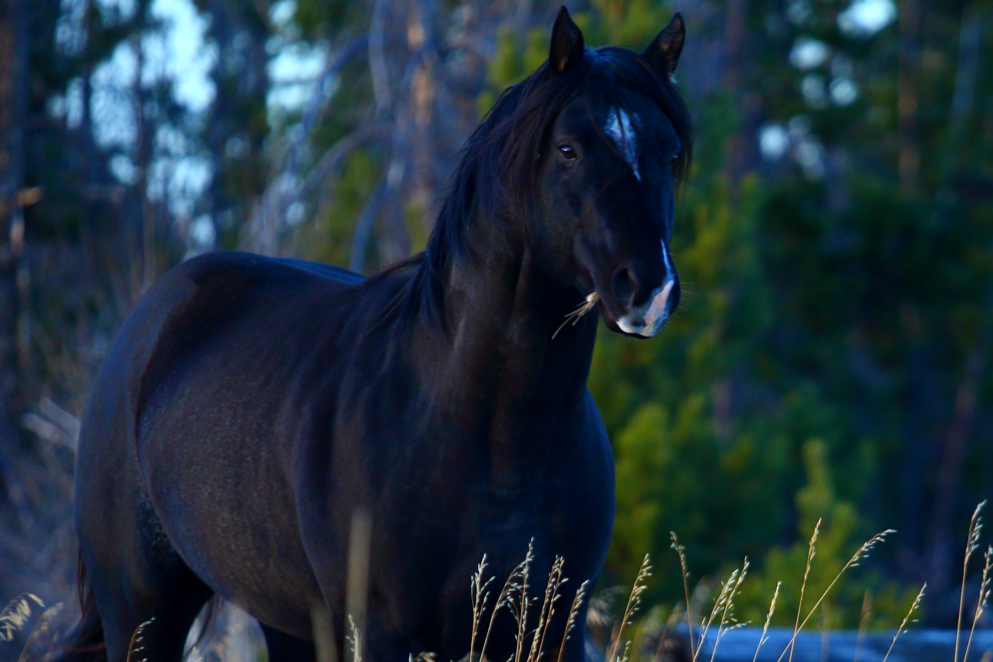 The magical black stallion Open Your Heart