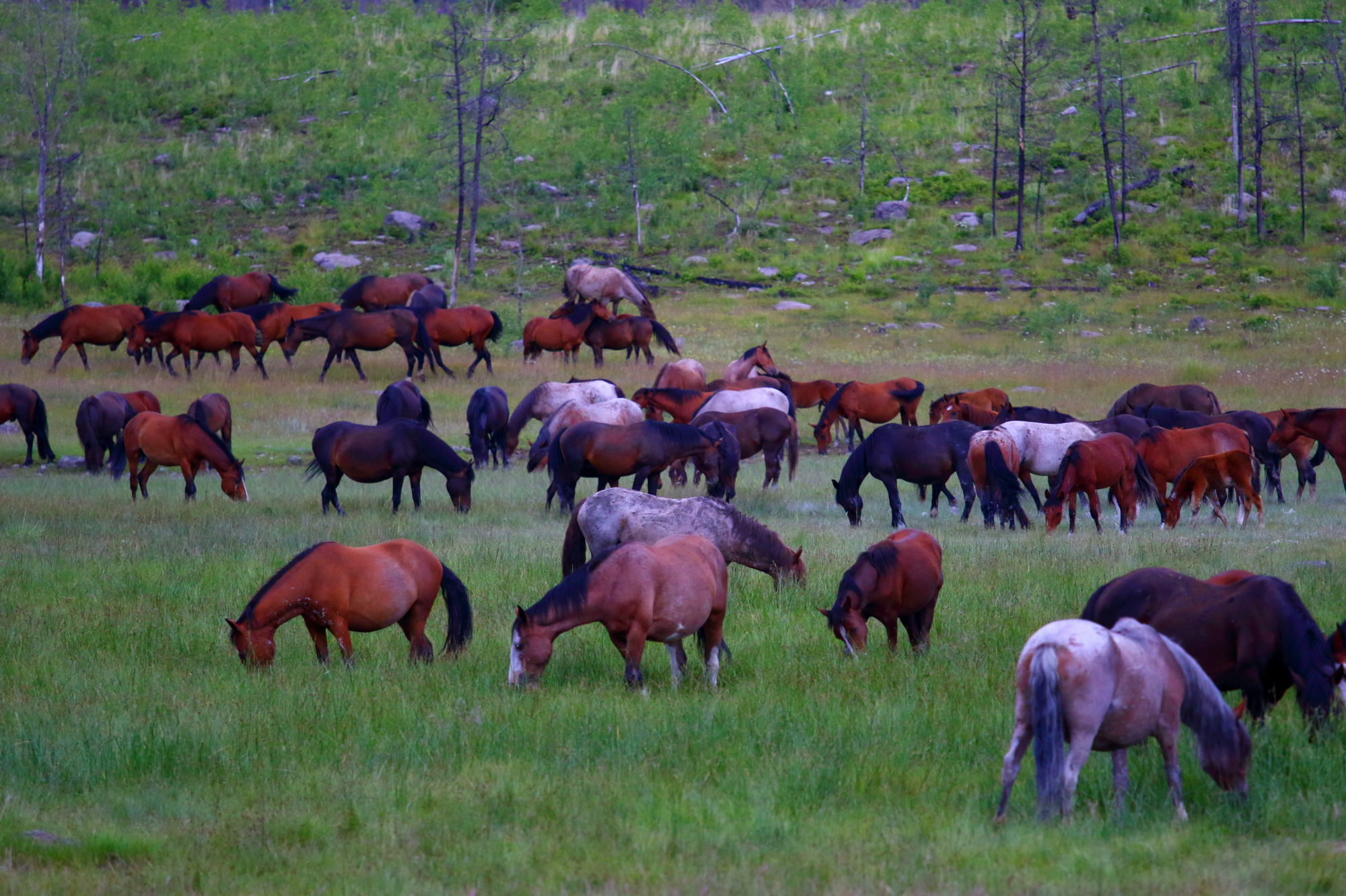 A big herd of wild horses in the Chilcotin, BC' Canada