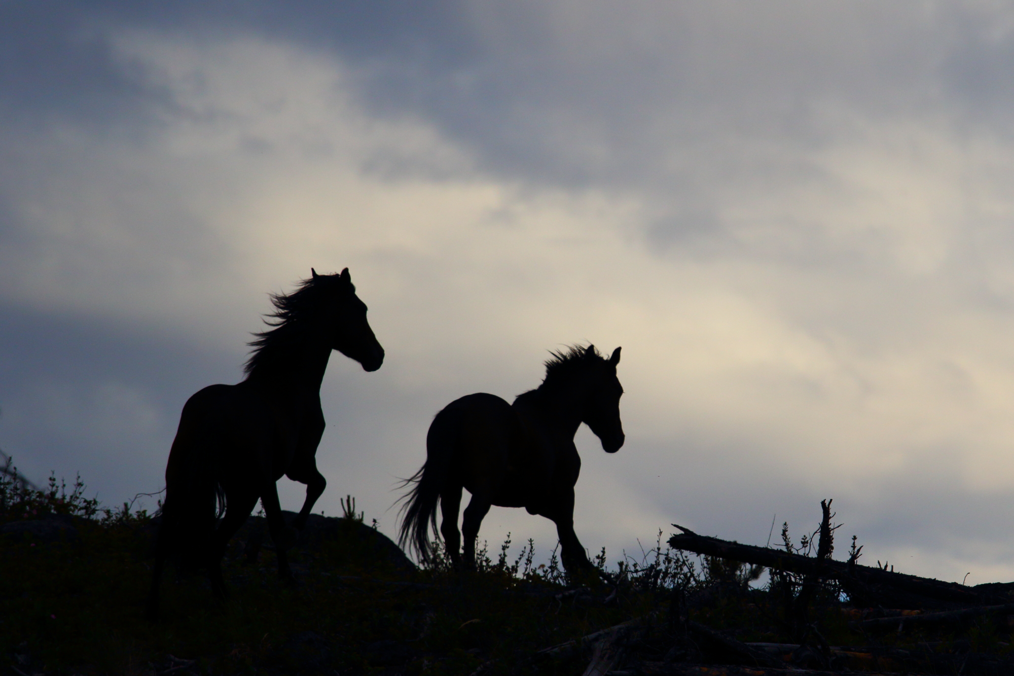 wild stallions of the Chilcotin : two bachelors