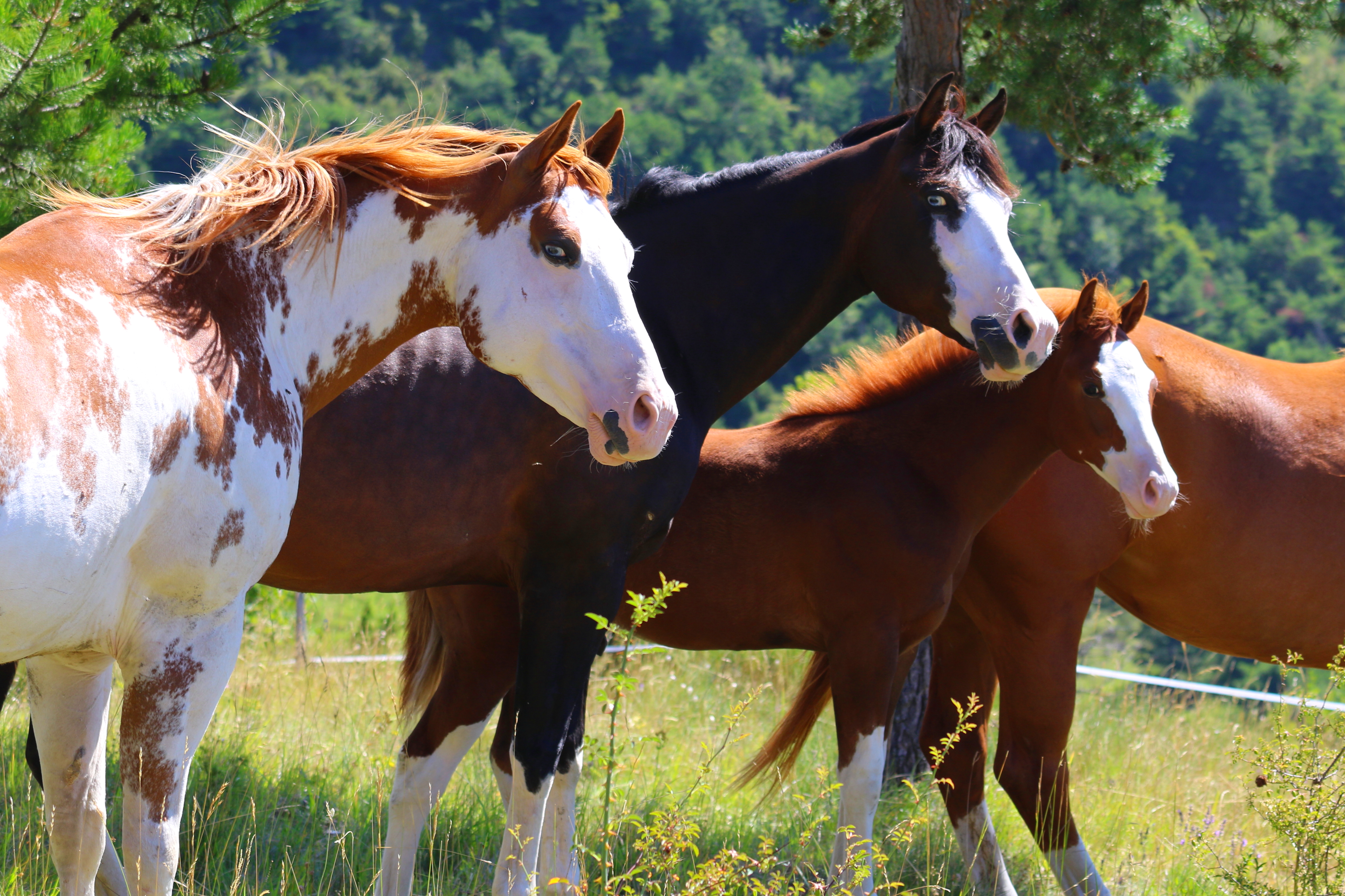 Midsummer Night's Dream horses