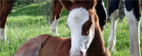 poulain_painthorse