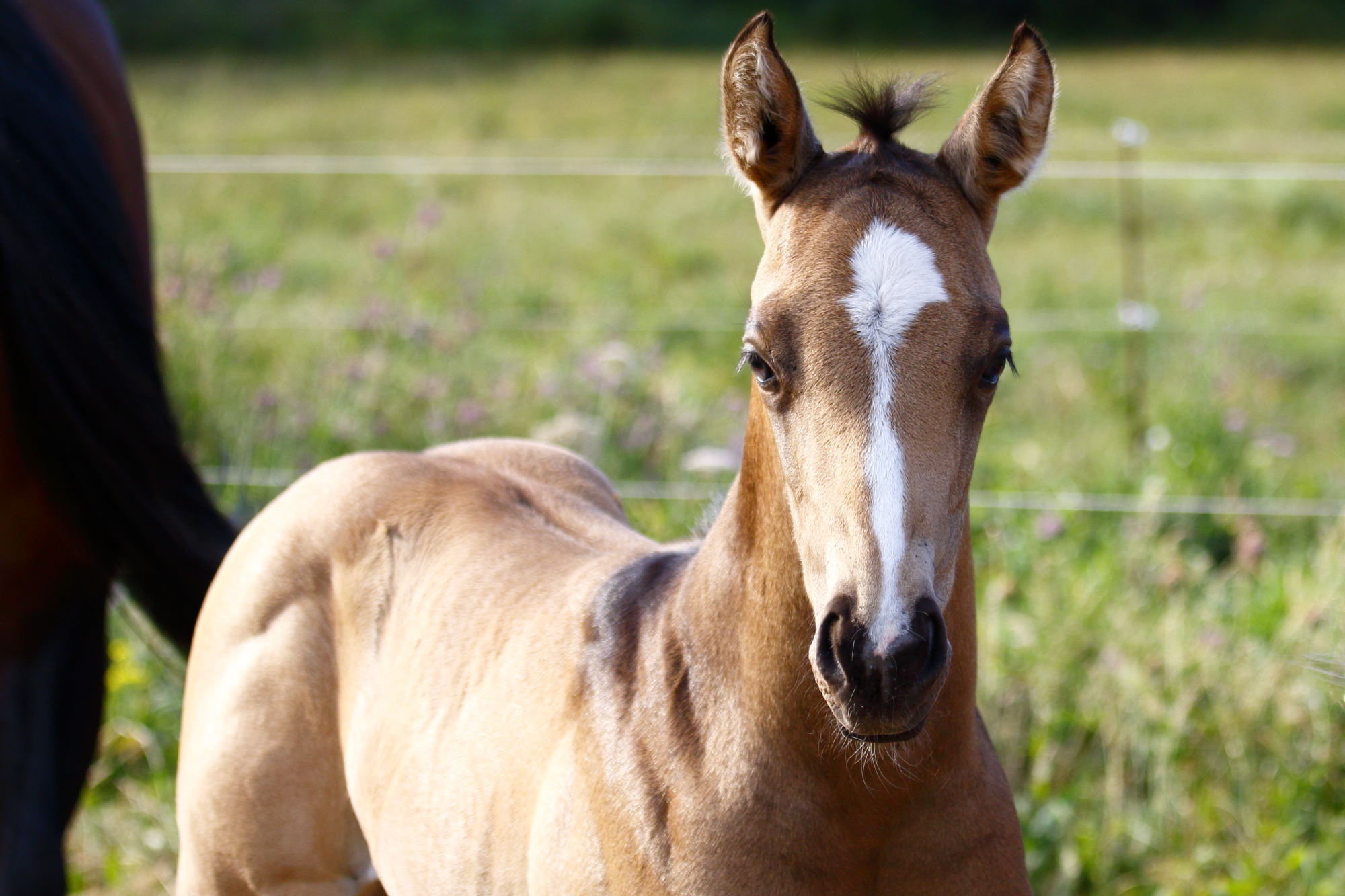 poulain MND Horses