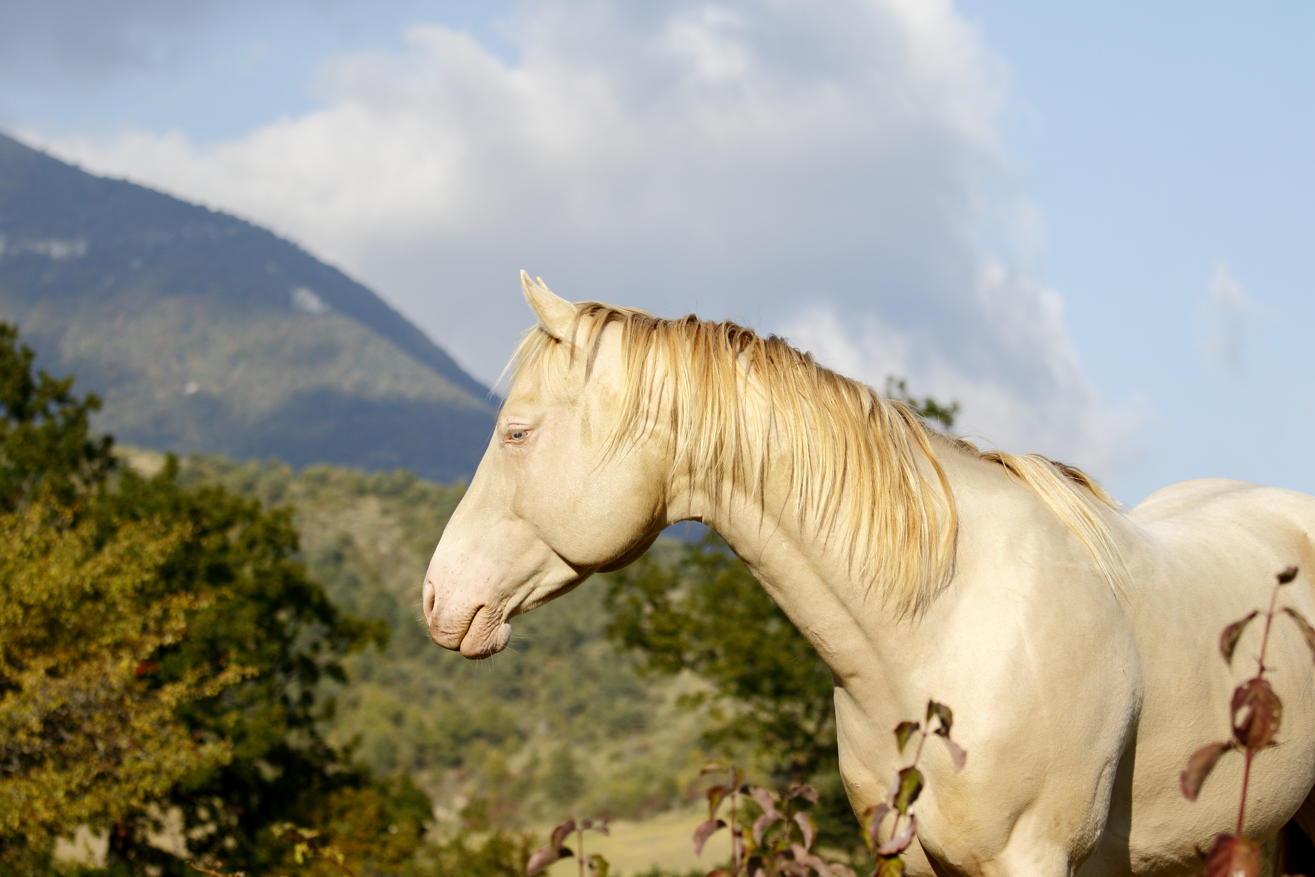 Stars Classic Kid, étalon quarter-horse perlino chez MND Horses