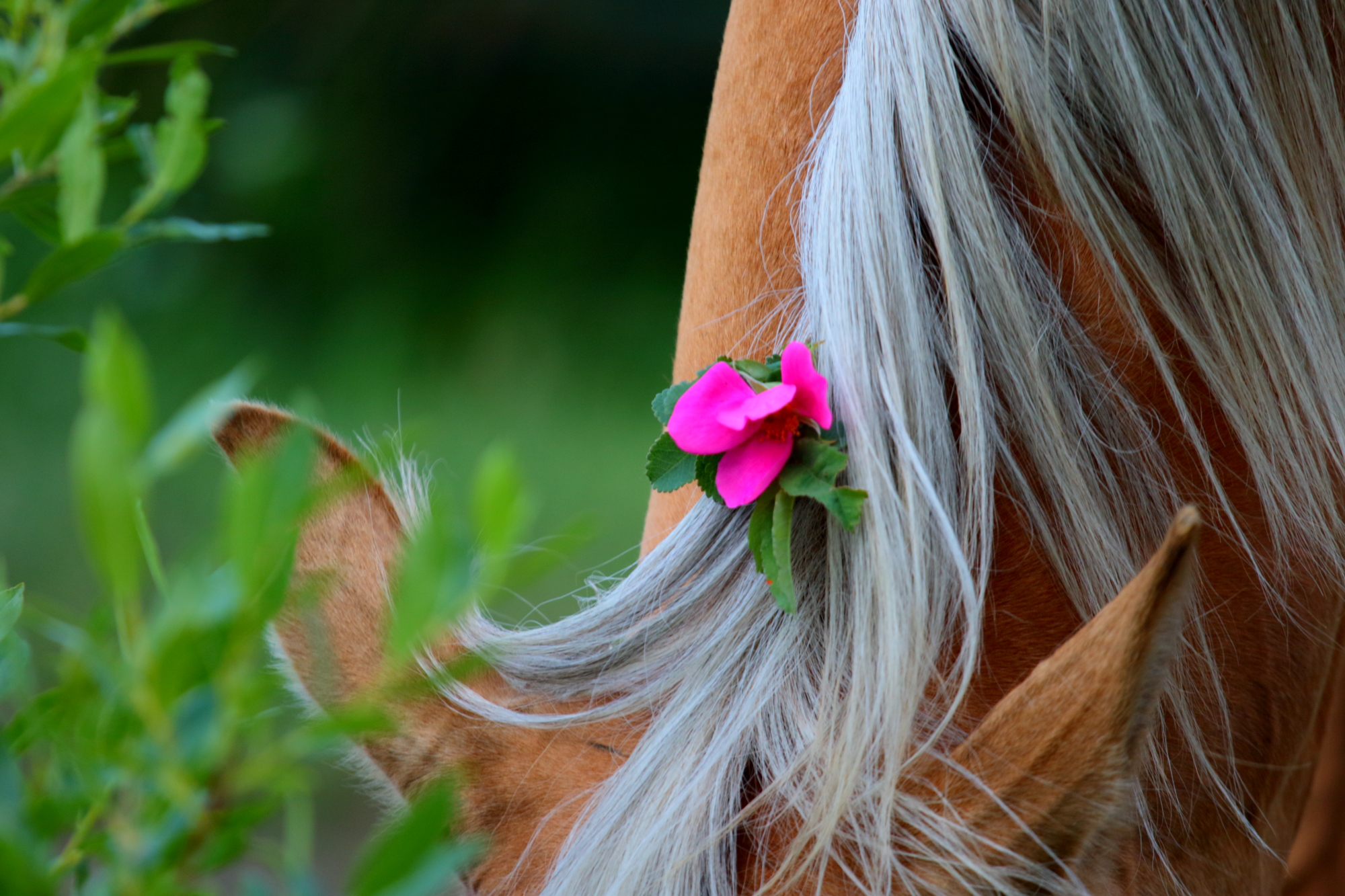 Midsummer Night's Dream Horses, ce rêve qui invite à habiter le monde en poètes et en cavaliers