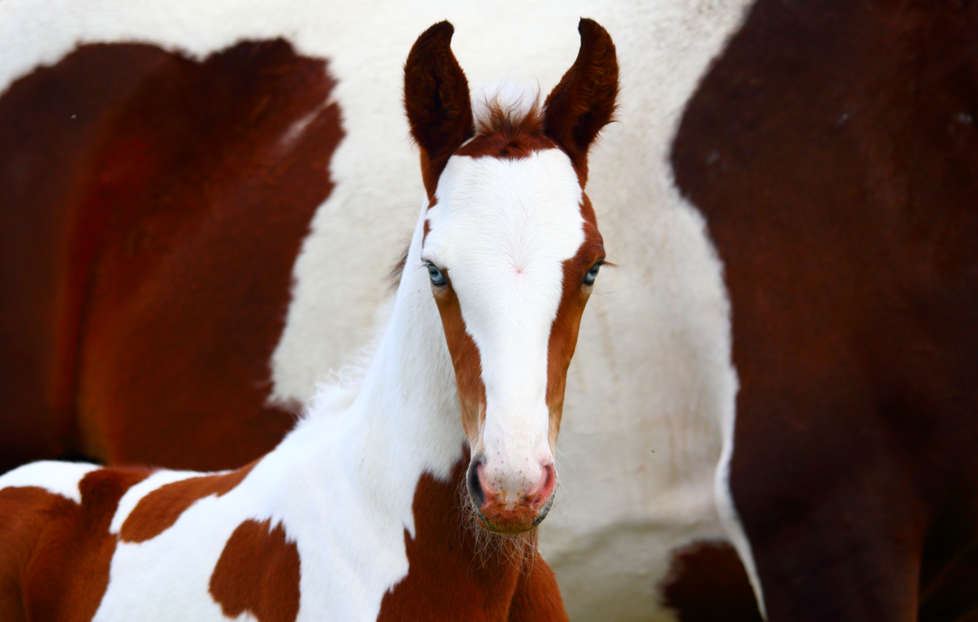 Raising unique equine partners